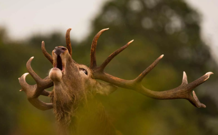 Escursione naturalistica Il Bramito dei Cervi